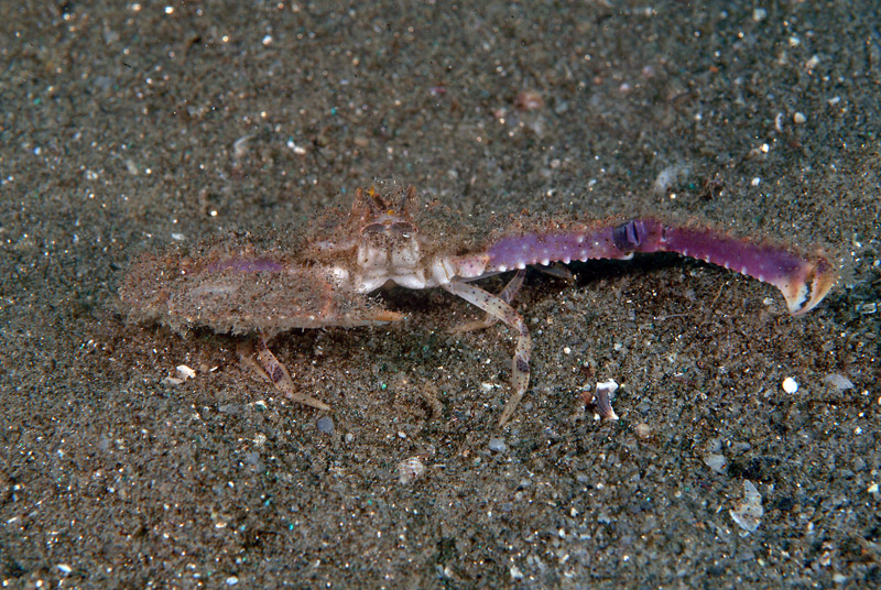 Parthenope angulifrons